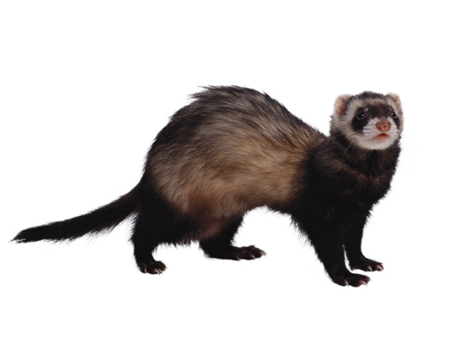 ferret