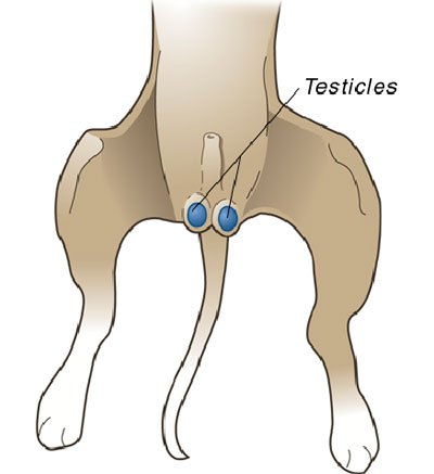 Neutering Illustration