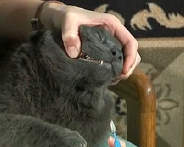 cat getting its teeth brushed